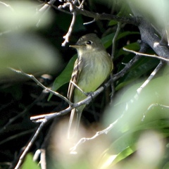 Empidonax difficilis