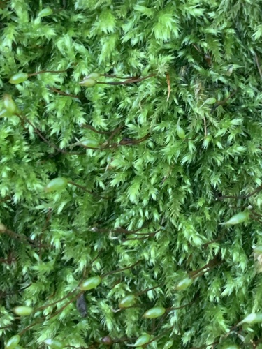 Brachytheciastrum velutinum