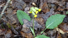Primula