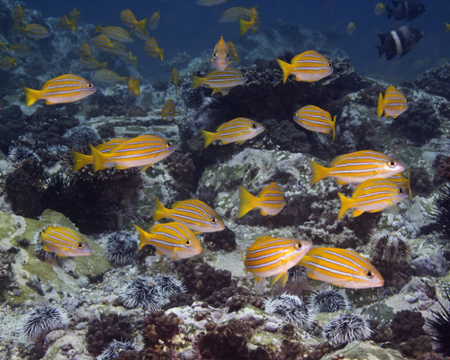 Blue and yellow snapper (Lutjanus kasmira) — Lutjanidae — 5