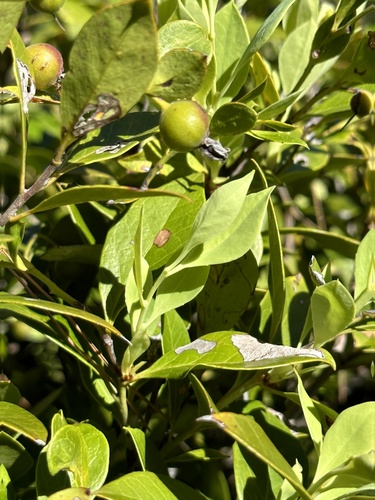 Vaccinium boninense iNat (2)