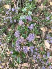 Ceanothus gloriosus porrectus