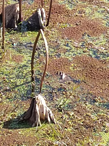 Foto de Lótus