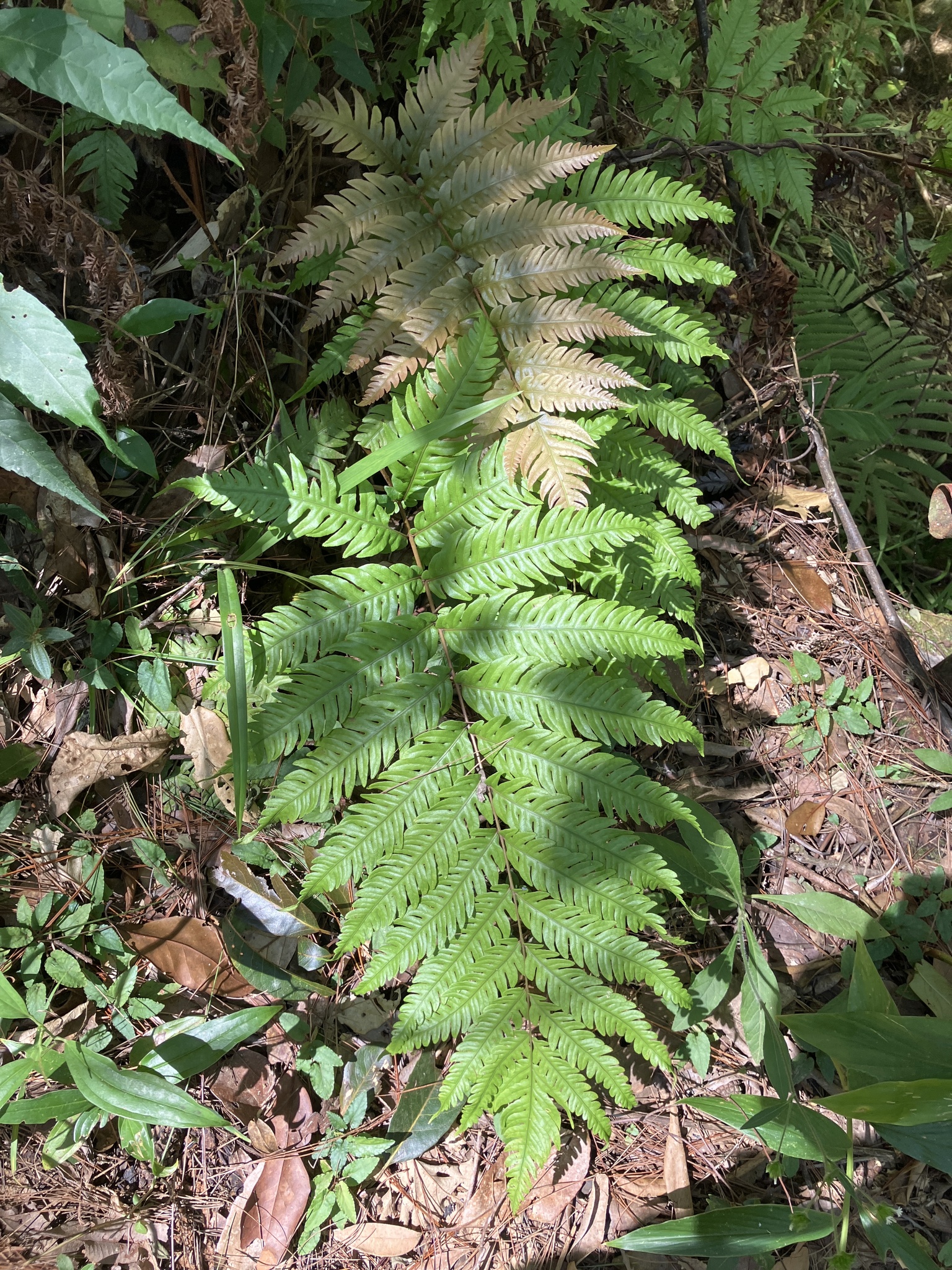 Woodwardia japonica (Woodwardia japonica)