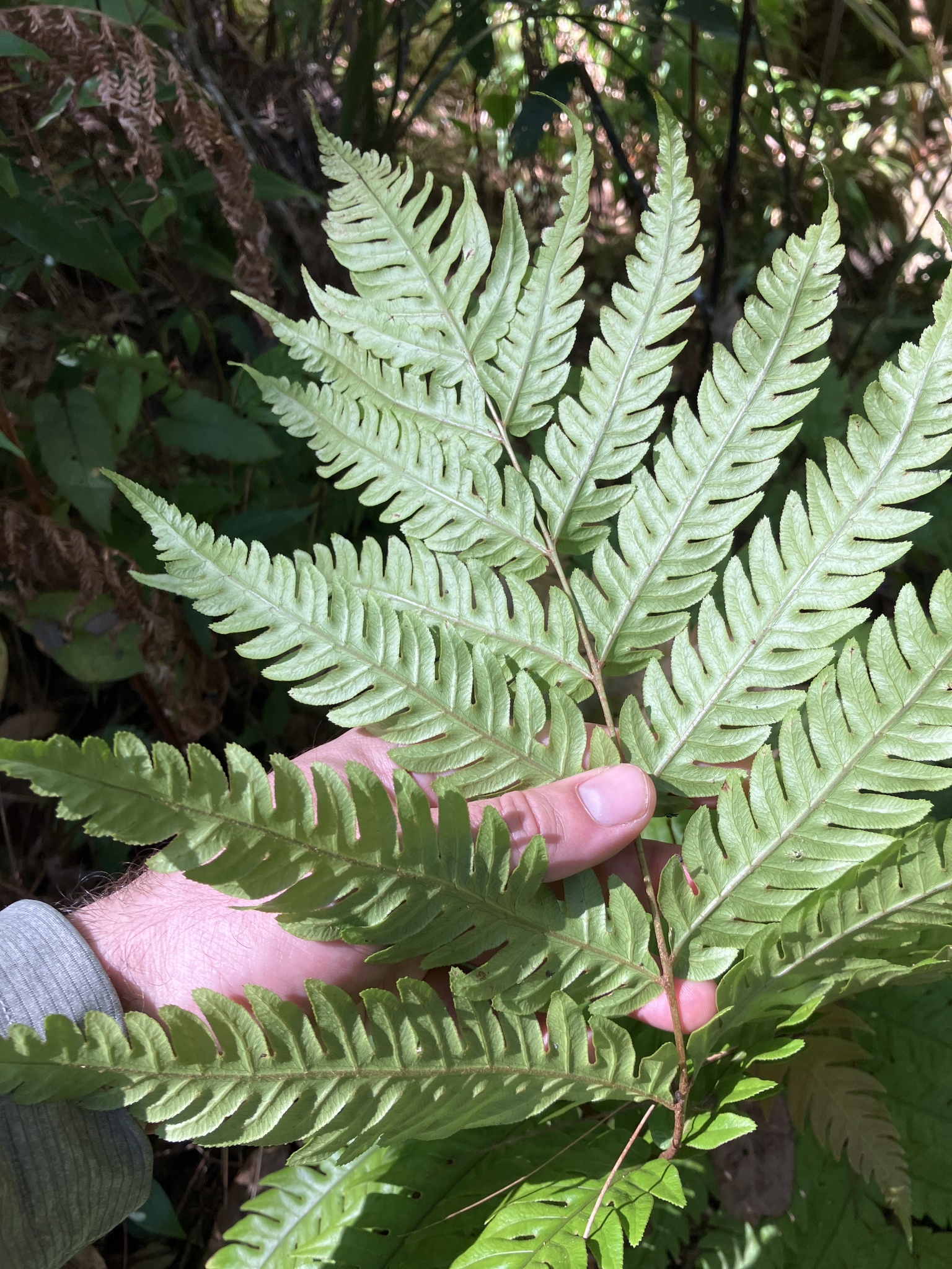 Woodwardia japonica — ảnh 2