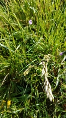 Melica californica