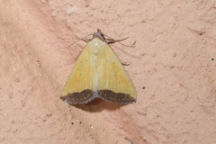 Phytometra subflavalis