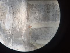 Emberiza sahari
