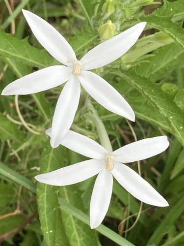Foto de Lindabela