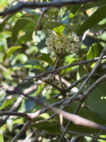 Osmanthus insularis iNat (2)