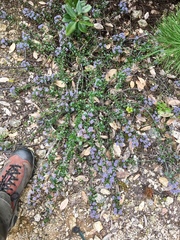 Ceanothus gloriosus porrectus