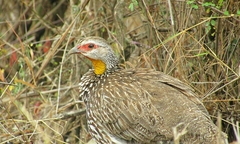 Pternistis leucoscepus