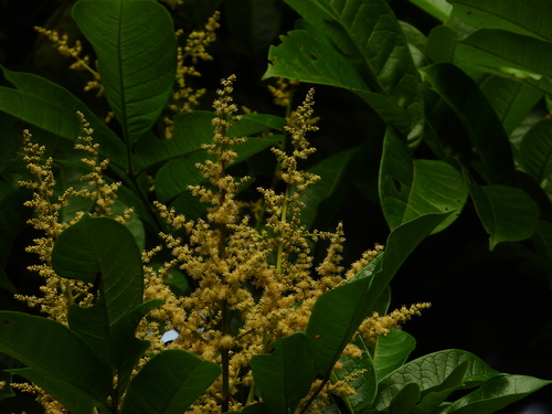 Foto de Pau-pombo