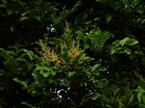 Foto de Pau-pombo