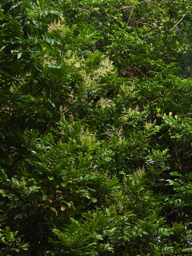 Foto de Pau-pombo