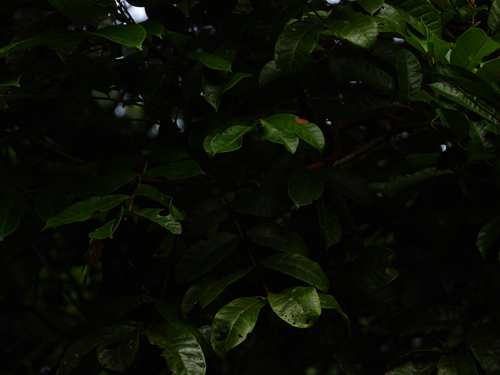 Foto de Pau-pombo