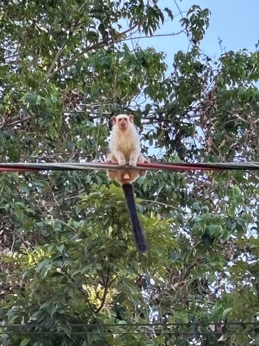 Silvery Marmoset