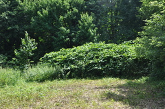 Reynoutria × bohemica