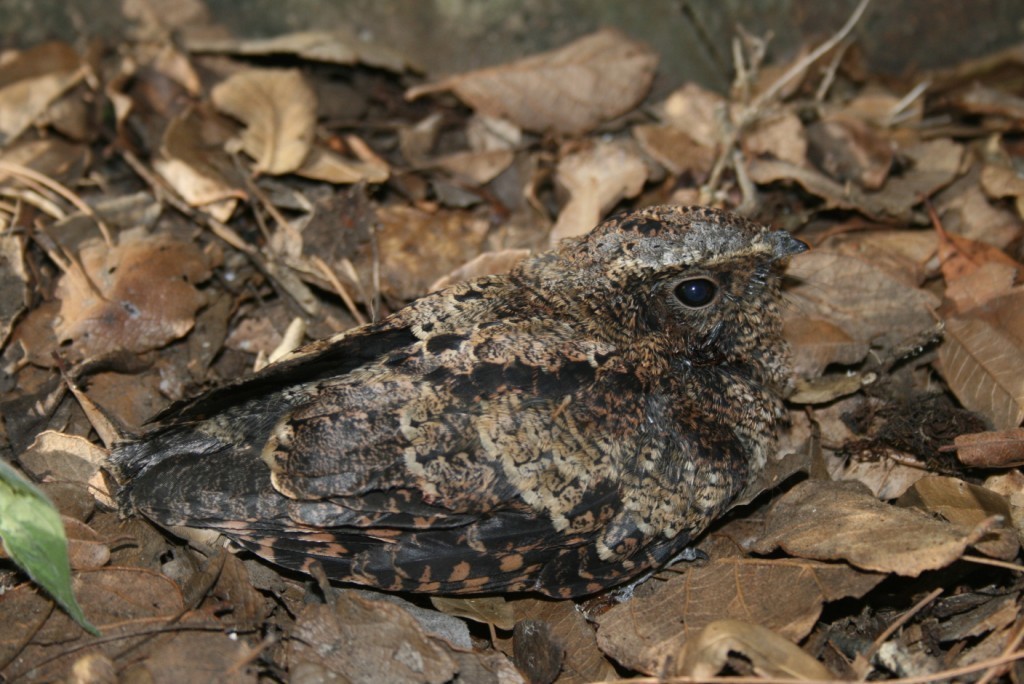 Tawny-collared Nightjar