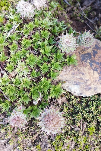 Image of Nassauvia magellanica by no rights reserved