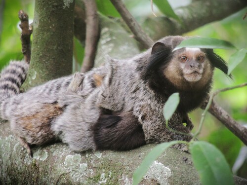 Black-tufted Marmoset