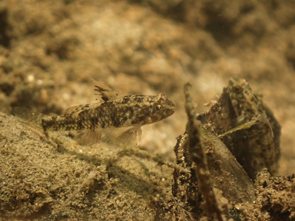 Bigmouth goby (Redigobius bikolanus) — Gobiidae