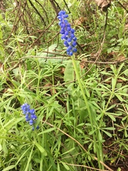 Muscari armeniacum
