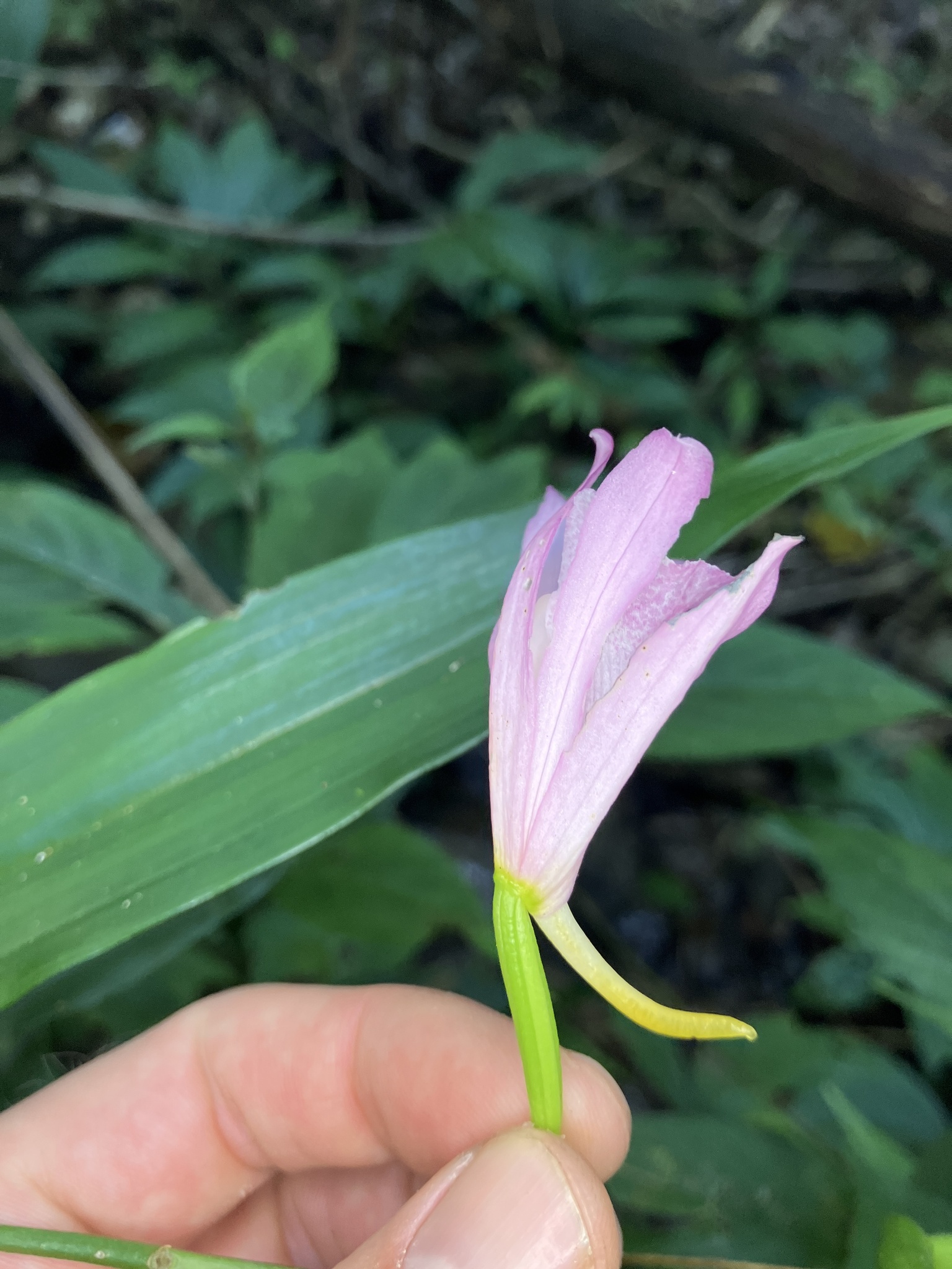 Calanthe mishmensis — ảnh 2