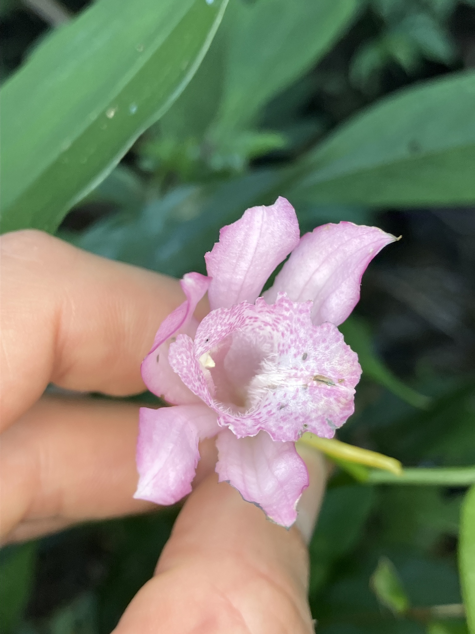 Calanthe mishmensis (Calanthe mishmensis)