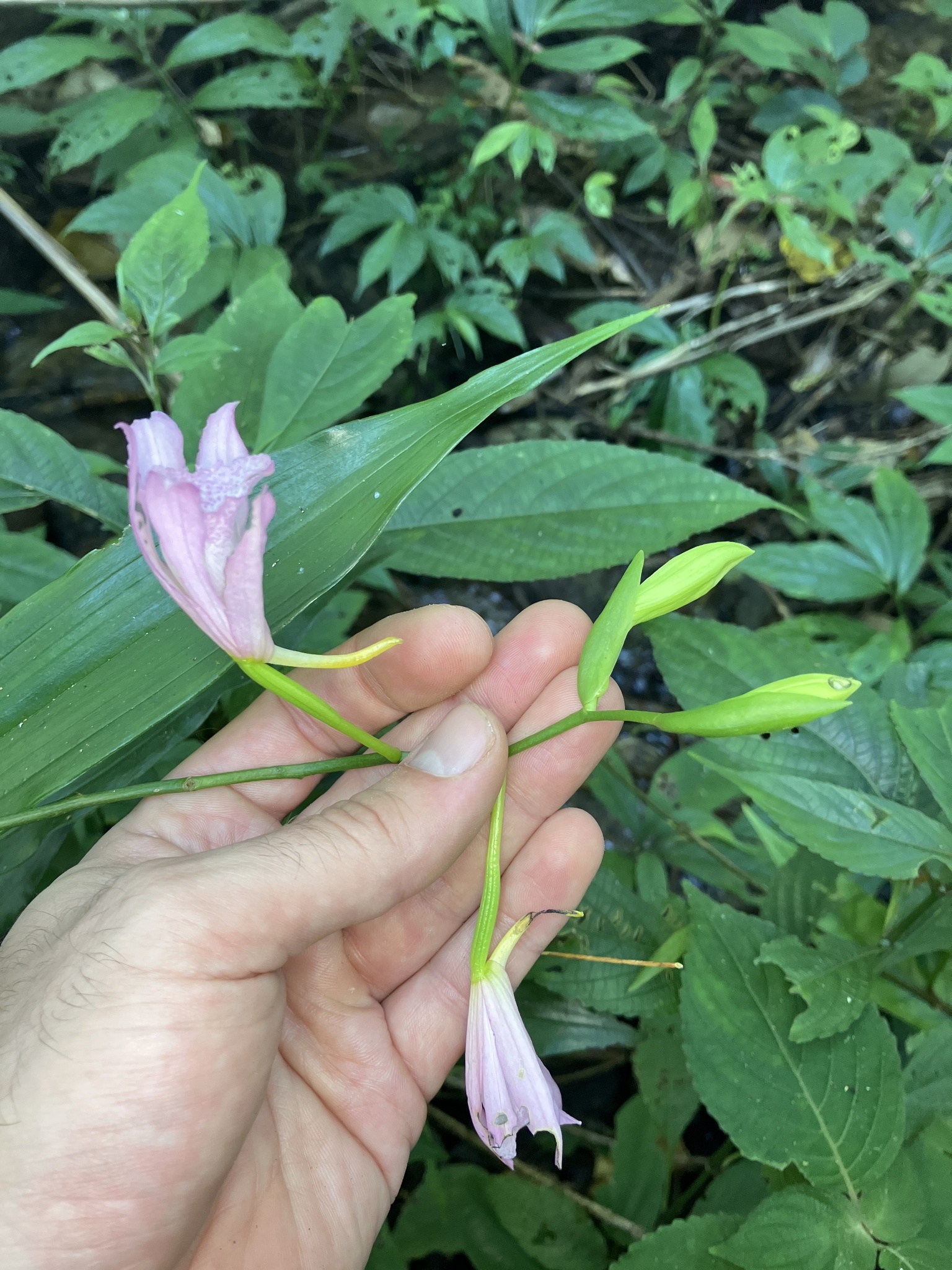 Calanthe mishmensis — ảnh 3