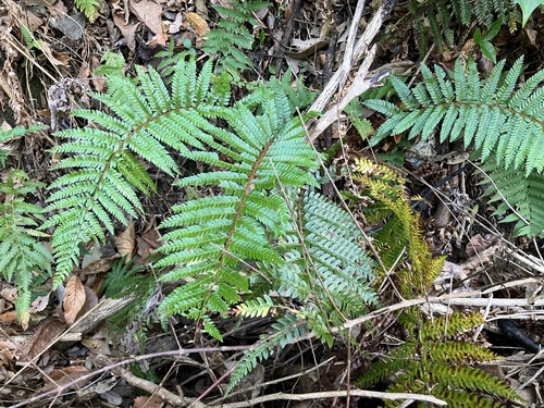 Polystichum fibrillosopaleaceum iNat (1)