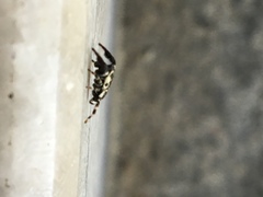 Araneae