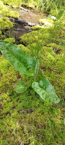 Image of Senecio smithii by no rights reserved