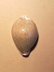 Naria lamarckii