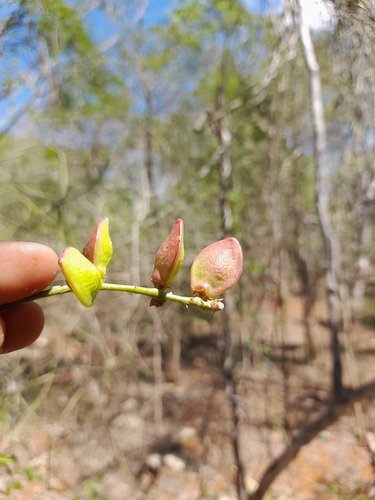 Commiphora pterocarpa H.Perrier