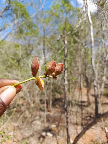 Commiphora pterocarpa H.Perrier 2