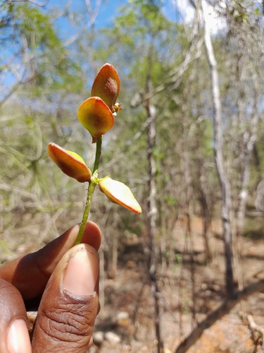 Commiphora pterocarpa H.Perrier 3