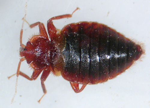 European Bat Bug