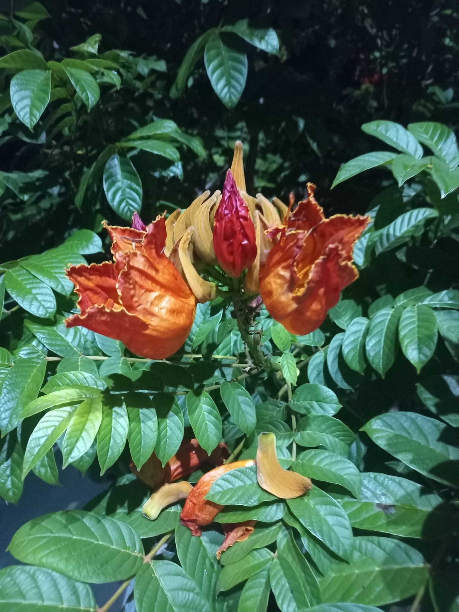 Imagem de Tulipeira-do-gabão