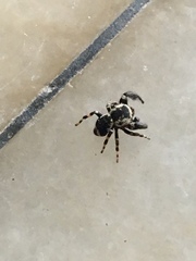 Araneae