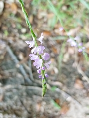 Verbena xutha