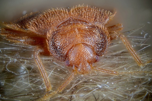 Common Bed Bug photo 3