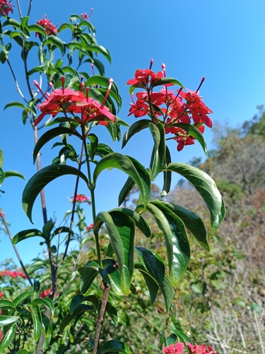 Paracarphalea kirondron