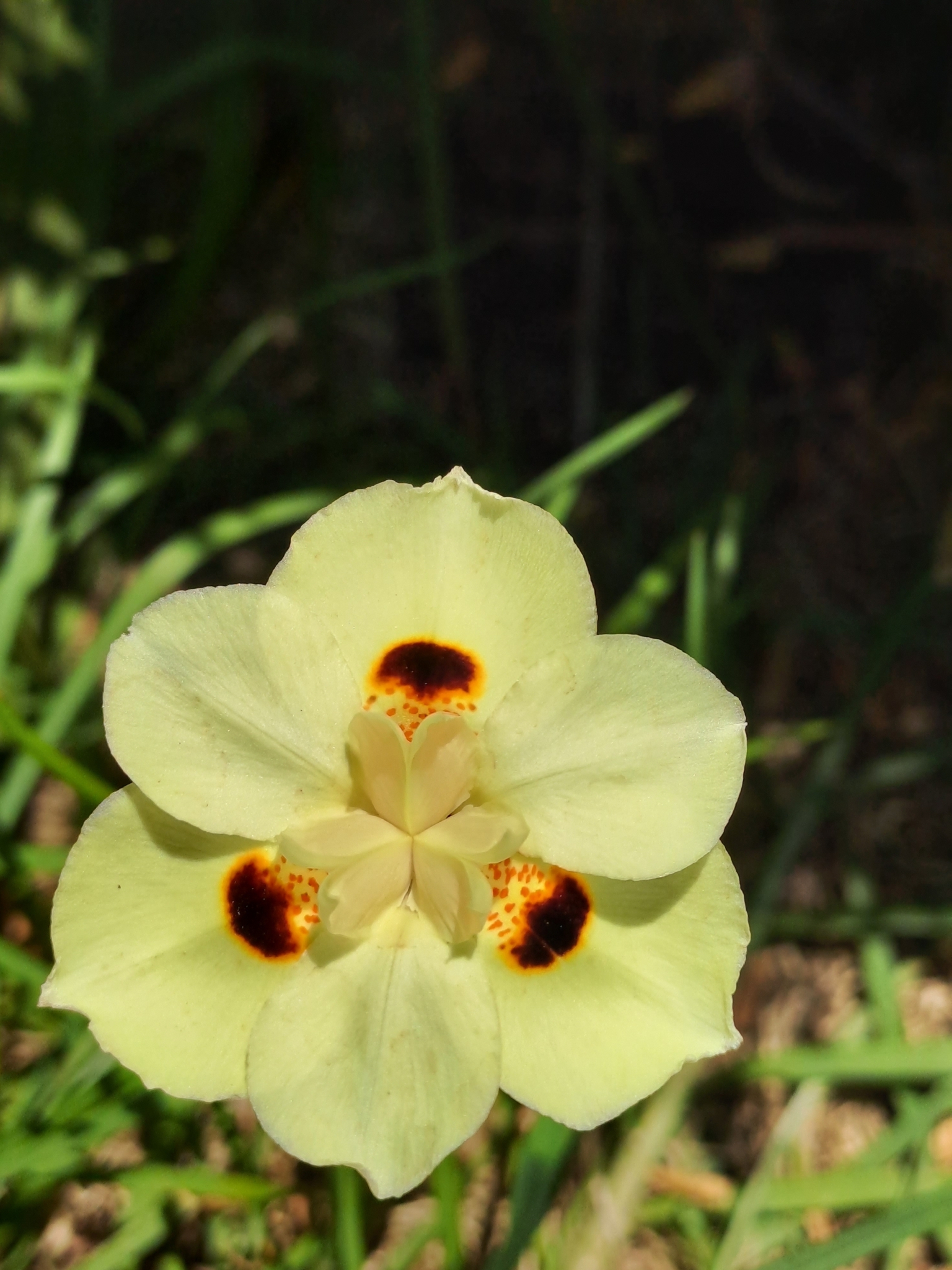 Imagem de Iris-amarelo