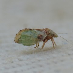 Nyctiphalerus propinquus