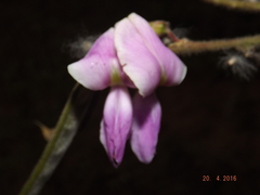 Tephrosia multifolia
