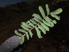 Tephrosia multifolia