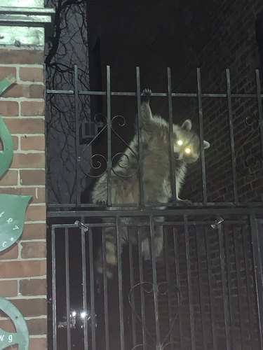 Common Raccoon photographed in Massachusetts