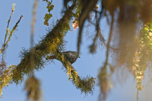 Black-capped Tanager (Stilpnia heinei), photo 5