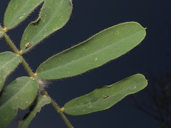 Tephrosia multifolia
